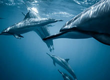 世界杯直播平台app下载-FIFA女足年度排名:中国位居世界第15 日本进前10